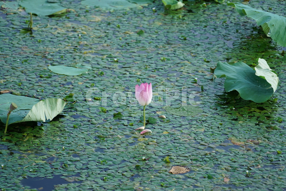연꽃,수초,수생식물,수련과,lotus,flower,plant,식물,blossom,꽃,식물,자연,plants,nature,꽃,flower