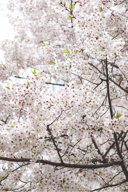 벚꽃,꽃,봄,분홍,flower,감성,봄,계절,spring,season,식물,자연,plants,nature,꽃,flower,plant,blossom