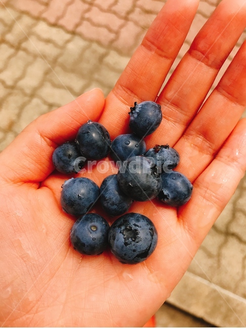 blueberry,블루베리,plant,식물,fruit,과일,food,음식,과일,열매,fruit