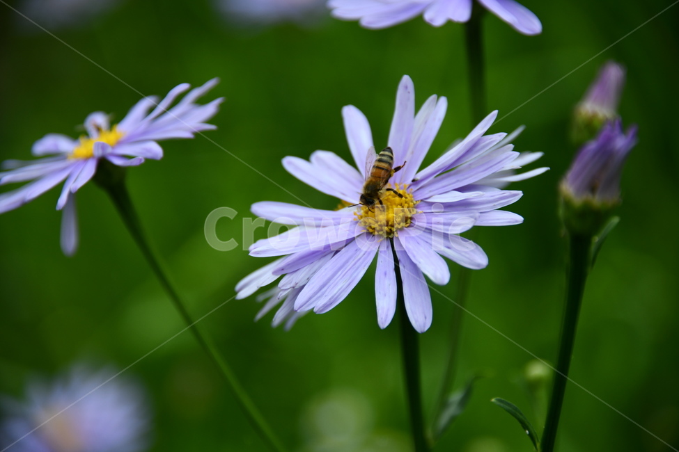 꽃,자연,식물,야생화,nature,flower,감성,feeling,배경,백그라운드