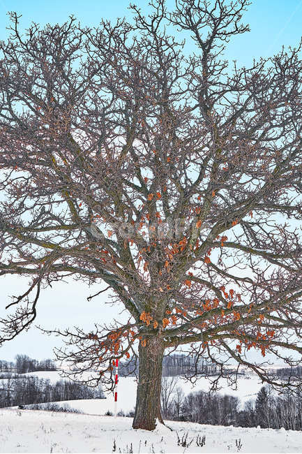겨울,나무,자연,비에이,훗카이도,풍경,북해도,앙상한,나뭇가지,tree,plant,식물