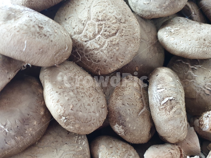 표고버섯,버섯,음식,버섯종류,조미료,식물,plant