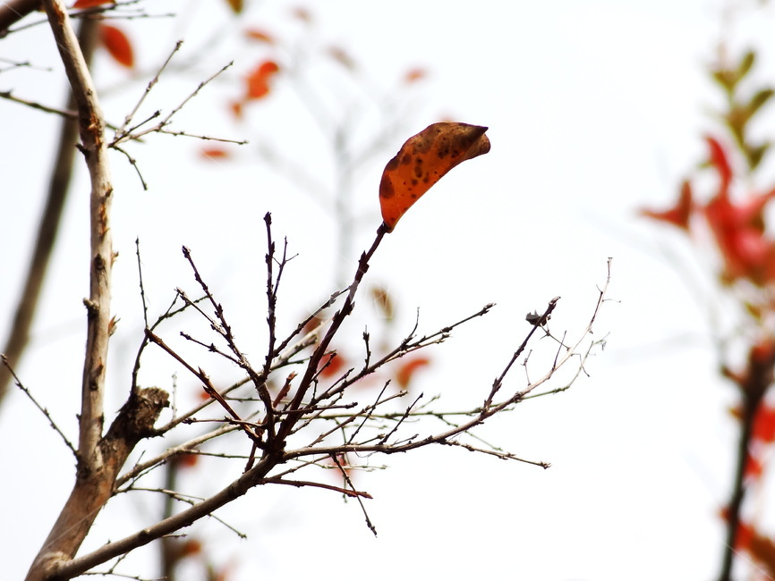 autumn,branch,leaves,plant,tree,단풍,가을,나무,나뭇가지,가을,계절,fall,autumn,season