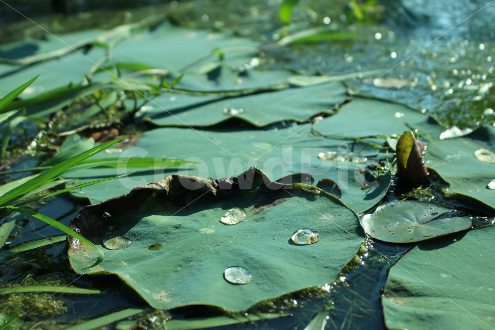궁남지,연꽃,연잎,공원,자연,산책,여름,식물,자연,plants,nature