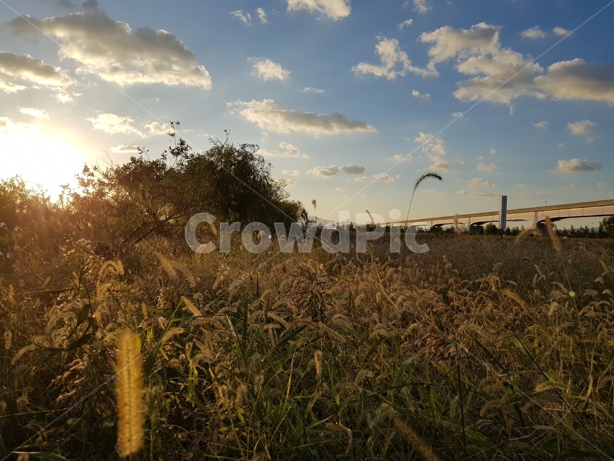 갈대,식물,자연,nature,하늘,구름,풀밭,light,빛,flare,플레어,plant,grass,잔디