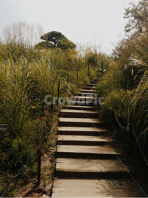 계단,자연,stairs,식물,고요한