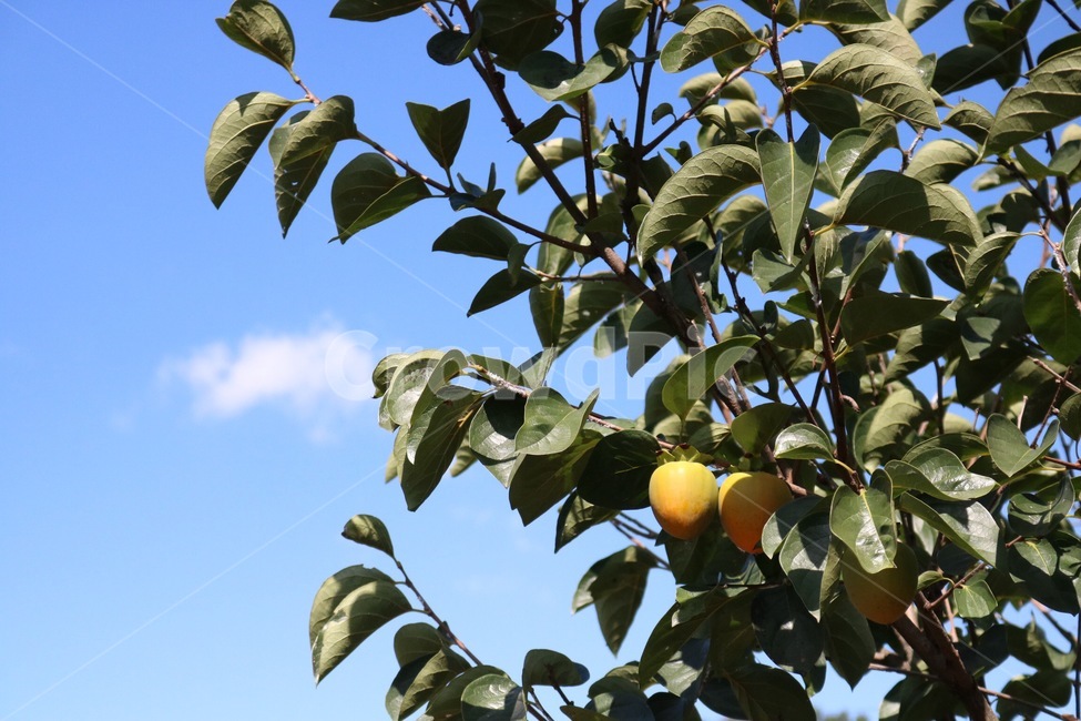 감,감나무,하늘,자연,구름,초록,파랑,흰색,주황,열매,과일,persimmon,kaki,kakinoki,sky,sora,nature,cloud,kumo,green,midori,blue,ao,white,shiro,orange,orenziiro,fruit,jitsu,kudamono,가을,계절,fall,autumn,season,식물,자연,plants,nature,과일,열매,fruit,plant,주황색,food,음식,citrus fruit,감귤류 과일