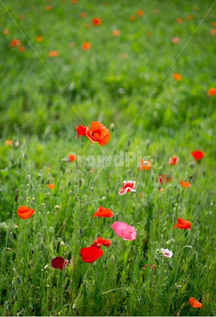 양귀비,양귀비꽃,6월,여름,물의정원,opiumpoppy,빨강,식물,자연,plants,nature,꽃,flower,경기도,남양주,식물,자연,plants,nature,꽃,flower