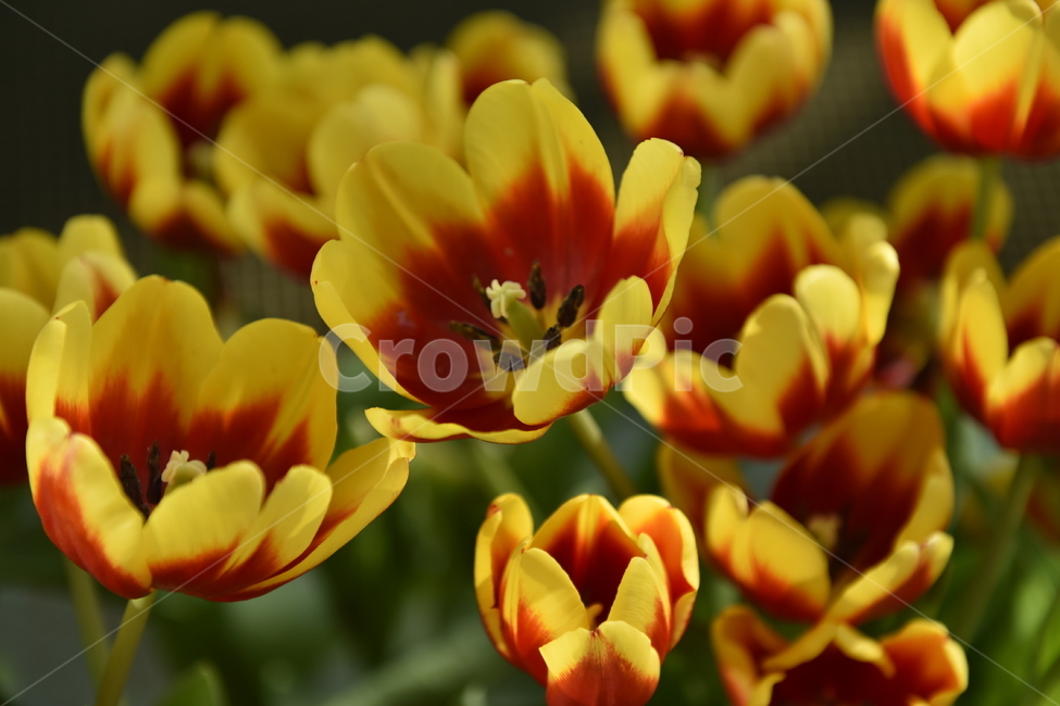 plant,식물,blossom,flower,꽃