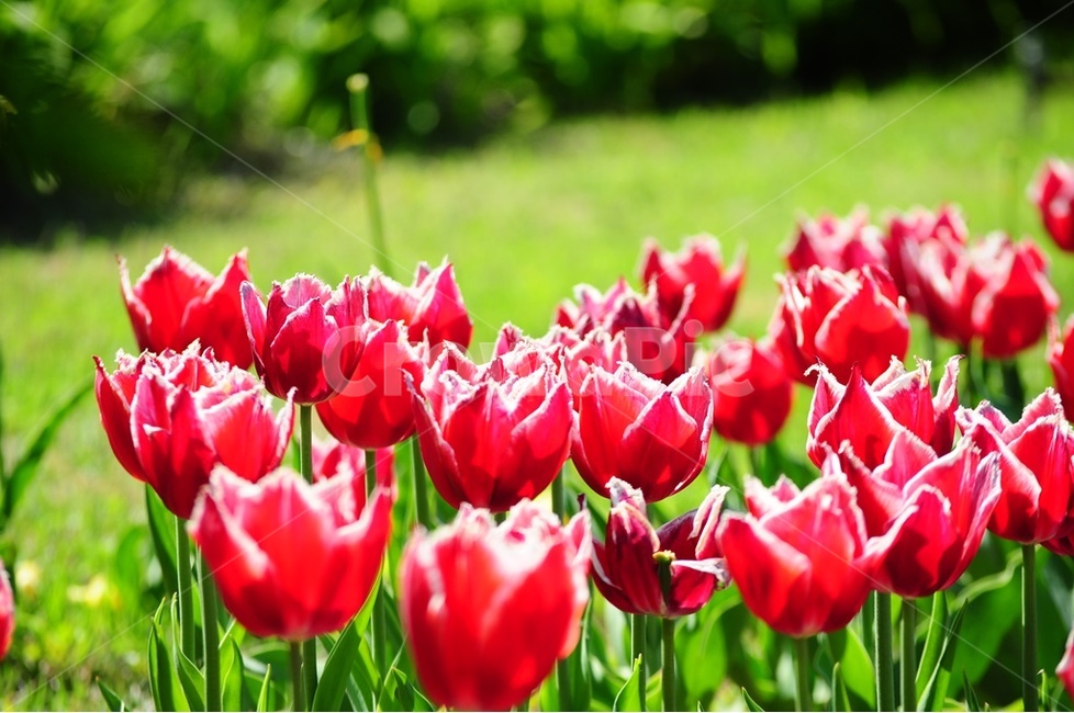 튜립,붉은튜립,봄,봄의전령,노랑튜립,식물,자연,plants,nature,꽃,flower