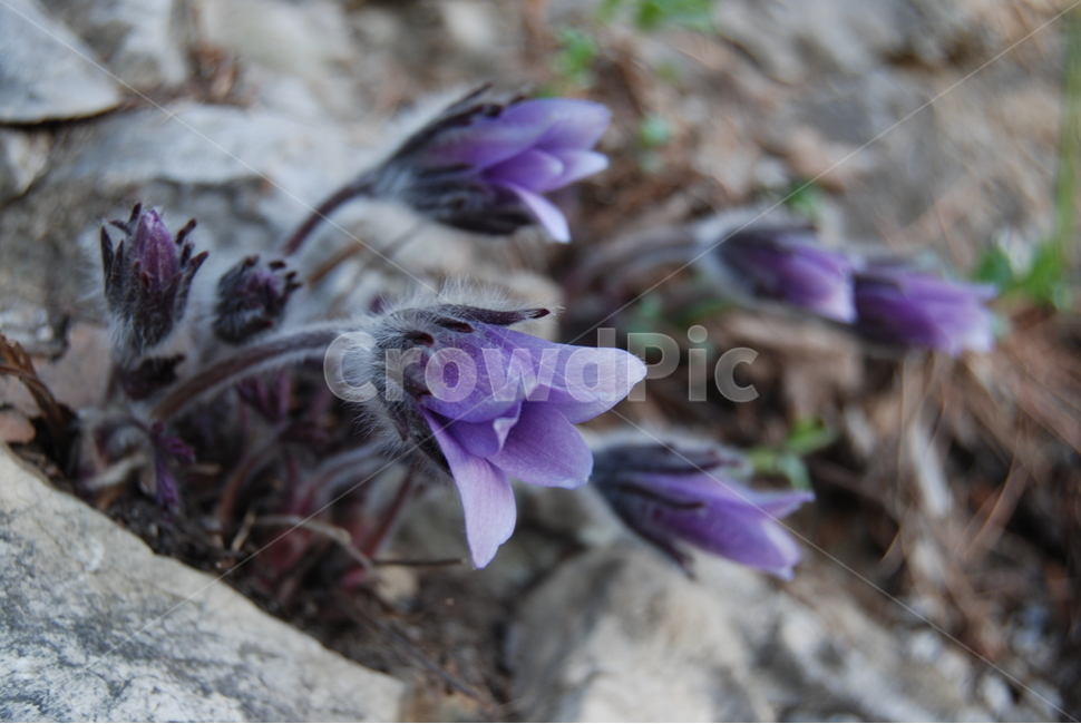 동강,할미꽃,봄,자연,보랏빛,봄,계절,spring,season,식물,자연,plants,nature,꽃,flower,plant,blossom,bird,새,animal,동물