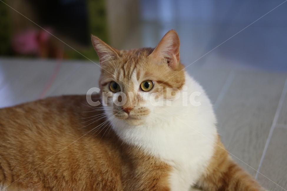 치즈냥,노란,고양이,탐스러운,줄무늬,동물,animal,포유류,mammal,고양이,cat,kitten,kitty