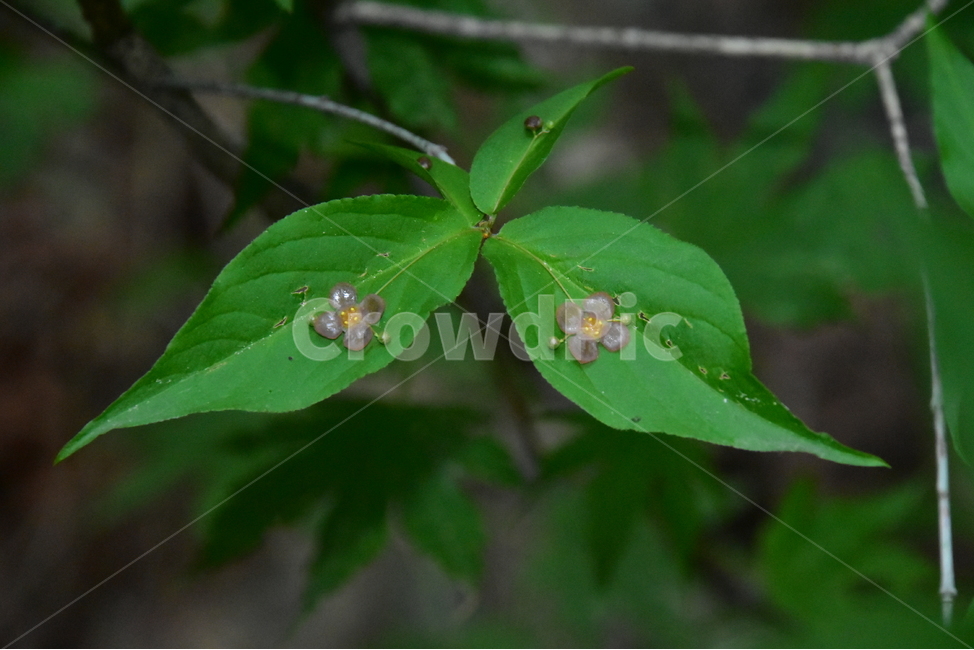 회목나무,야생화,생태,식물,자연,꽃,힐링,플라워,wildflower,flower,plants,nature,season,감성,느낌,emotion,feeling,나무,목본,노박덩굴과,화살나무속,식물,자연,plants,nature,꽃,flower