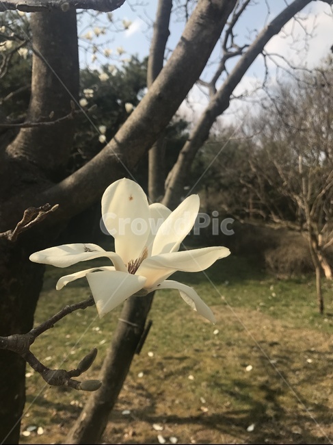 목련,꽃,나무,봄,tree,flower,spring,광한루원