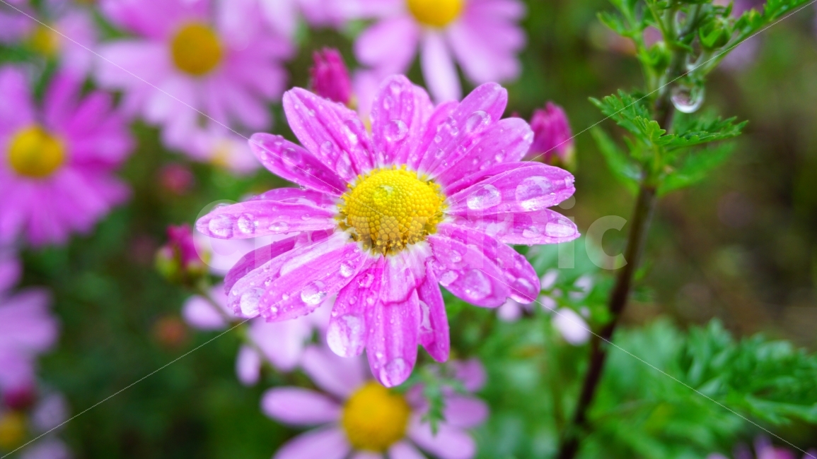 꽃,비,빗물,물방울,pink,핑크,사계국화,빗방울,흐린날,flower,자연,접사,식물,plant,분홍꽃,식물,자연,plants,nature,꽃,flower