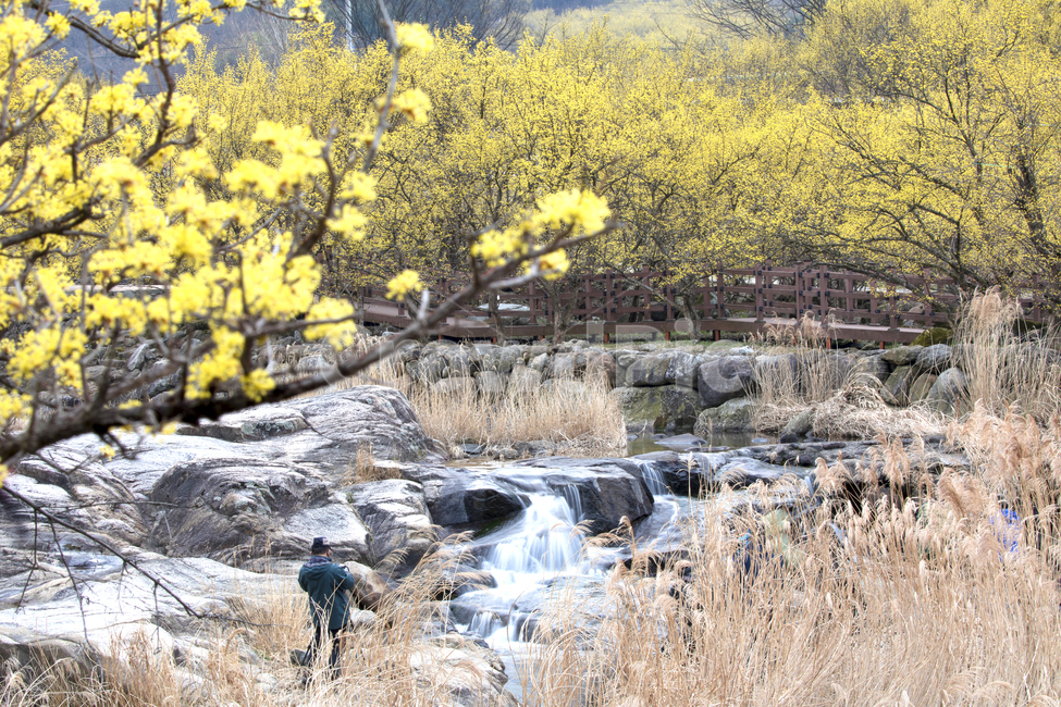 식물,풍경,경치,나무,꽃나무,약초,약용식물,산수유,산수유꽃,노란꽃,노란,시골,물,지붕,마을,water,nature,자연,outdoors,옥외,골짜기,계류,폭포,실개천,개천,봄,계절,spring,season,자연,풍경,nature,landscape