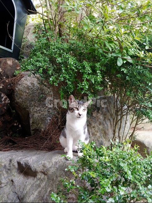 고양이,동물,풍경,풀,자연,동물,animal,포유류,mammal,고양이,cat,kitten,kitty