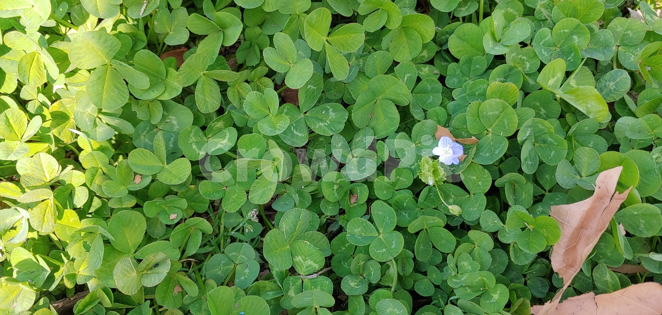 클로버,토끼풀,clover,풀,행운,네잎클로버,식물,plant,초록,green,자연,nature,배경,바탕,식물,자연,plants,nature