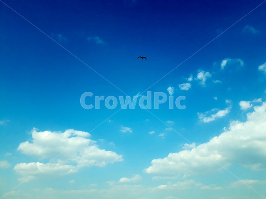 하늘,sky,푸른하늘,azuresky,자연,nature,동물,animal,새,bird