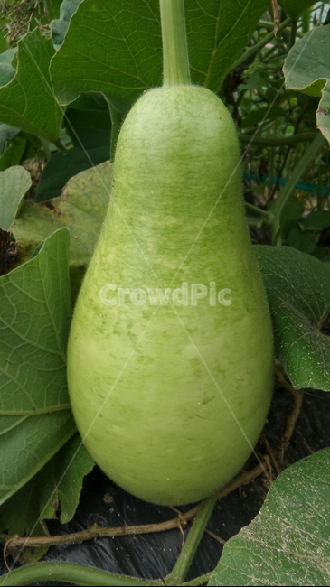 박,덩쿨식물,일년생초본식물,장과,식용,과일,열매,fruit