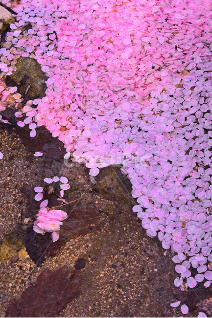 벚꽃,벚꽃잎,낙화,꽃잎,봄배경,야외,옥외,배경,패턴,백그라운드,아웃도어,plant,식물,blossom,꽃,flower,분홍색꽃,핑크색,pink,물위,떠있다,개울가,늦봄,벚꽃엔딩
