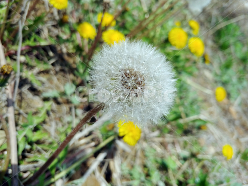 자연,민들레씨,민들레,꽃,씨,봄,식물