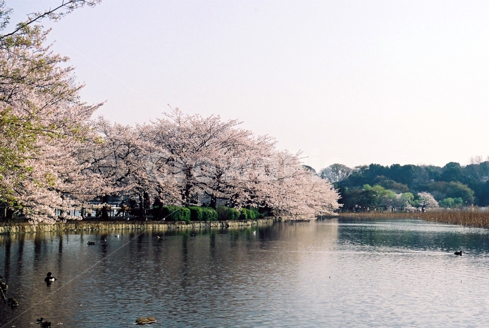 봄,공원,우에노,벚꽃,강가,필름,봄,계절,spring,season,자연,풍경,nature,landscape,plant,식물,blossom,꽃,flower