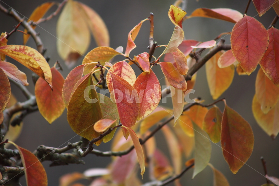 단풍,모과나무,가을,식물,chinesequince,가을,계절,fall,autumn,season,식물,자연,plants,nature,veins,정맥,leaf,잎,plant