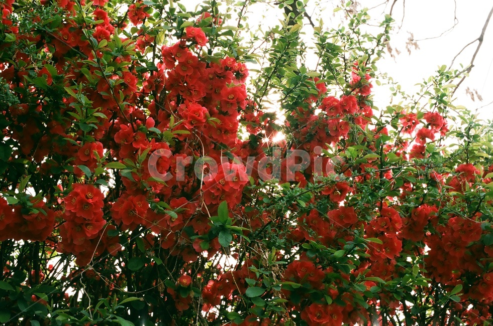 명자나무,장미,빨간꽃,빨강,봄꽃,식물,나무,자연,식물,자연,plants,nature,꽃,flower
