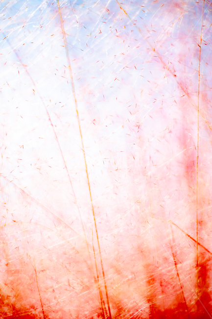 핑크뮬리,억새,정원,역광,분홍,갈대,가을,계절,fall,autumn,season,식물,자연,plants,nature