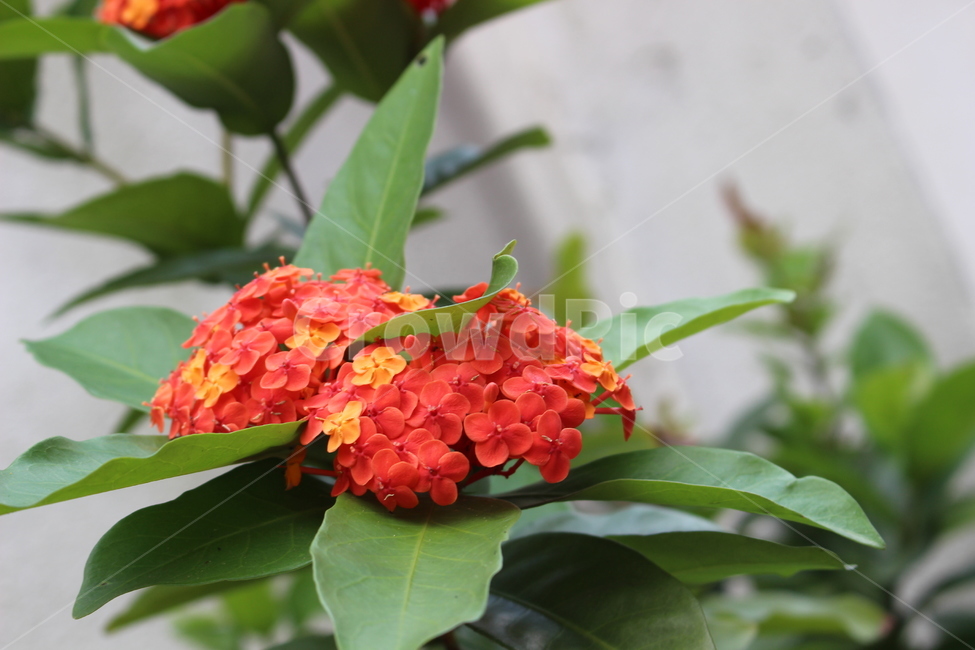꽃,주황색,자연,식물,초록색,식물,자연,plants,nature,꽃,flower
