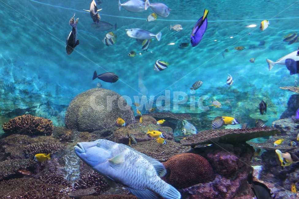 물고기,아쿠아리움,수족관,어항,파란색,동물,animal,어류,물고기,fish