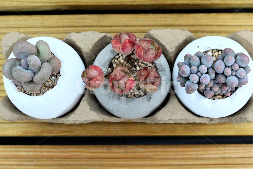 자연,다육식물,화분,꽃,식물