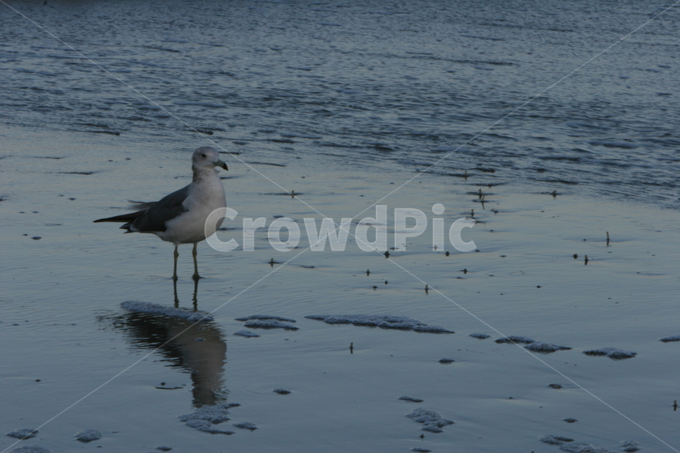 갈매기,해변,해안,모래사장,갯벌,바다,물,animal,동물,bird,새,water,outdoors,옥외,동물,animal,조류,새,birds