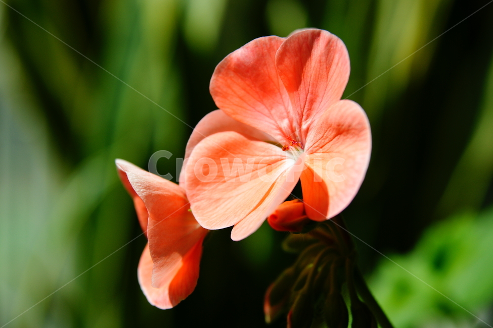 제라늄,꽃,식물,꽃잎,분홍색,식물,자연,plants,nature,꽃,flower