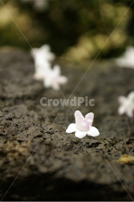 꽃,식물,flower,plant,낙화,식물,자연,plants,nature,꽃,flower
