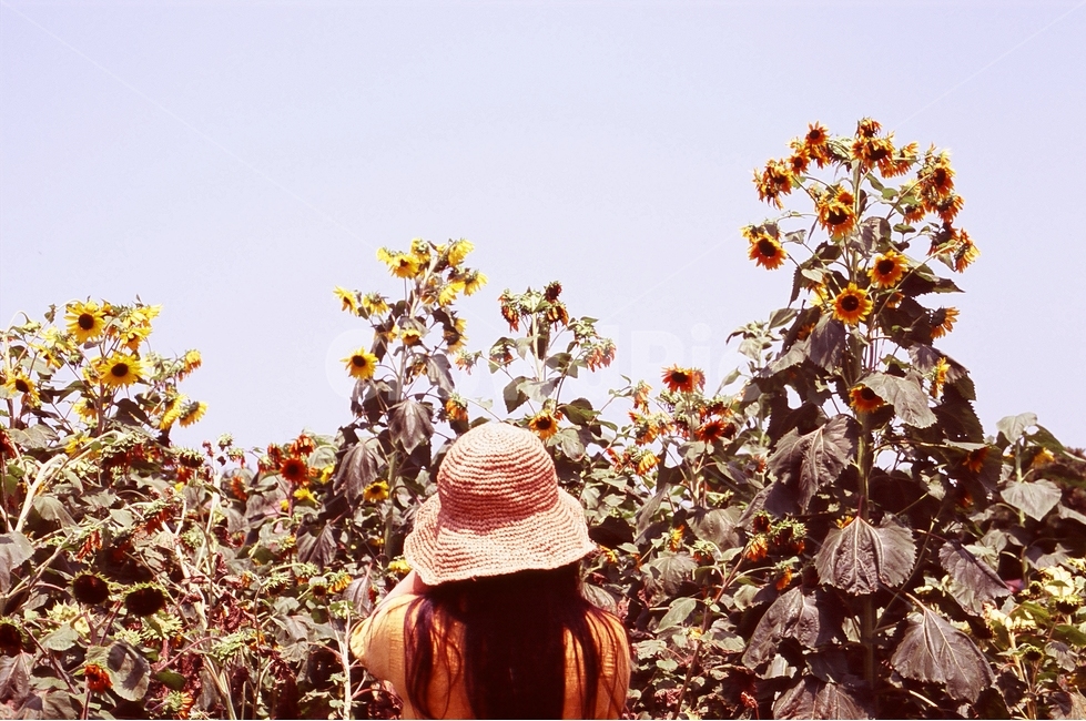 풀,꽃,여자,뒷모습,풀밭,필름사진,여름,해바라기,해바라기밭,여름,계절,summer,season,사람,인물,인간,human,person,여성,여자,woman,female,lady,여행,휴가,traveling,vacation,trip,감성,sensible,feeling
