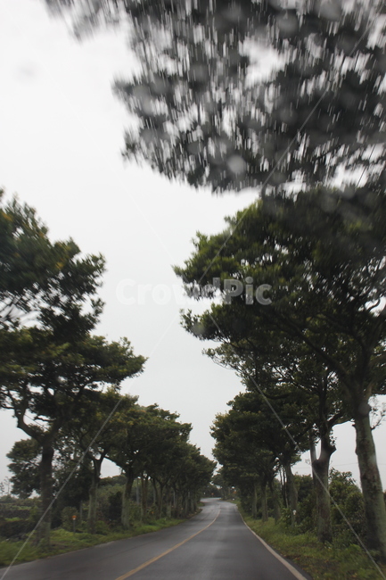 길,도로,나무,tree,plant,식물,자연,풍경,nature,landscape
