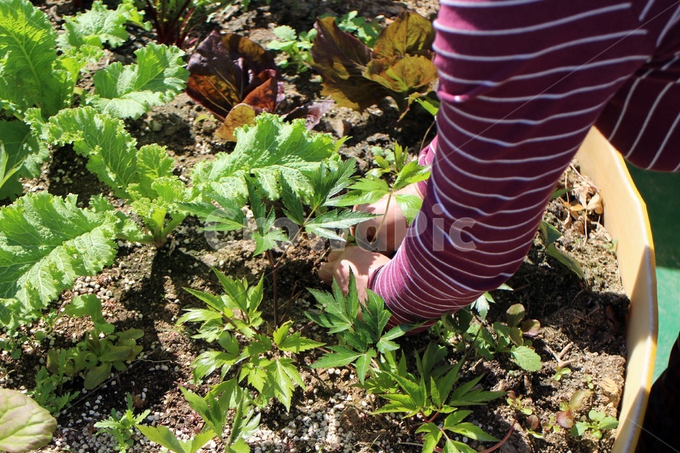 도시농업,텃밭,옥상텃밭,농업,채소,야채,재배,건강,식물,자연,plants,nature,채소,야채,vegetables,농업,농사,agriculture,farming,farming industry