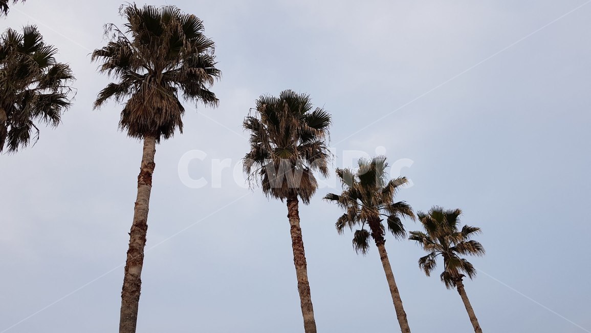 팜트리,나무,자연,palmtree,tree,제주도,하와이