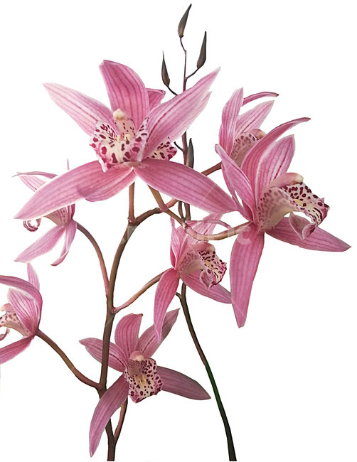 plant,식물,flower,꽃,blossom