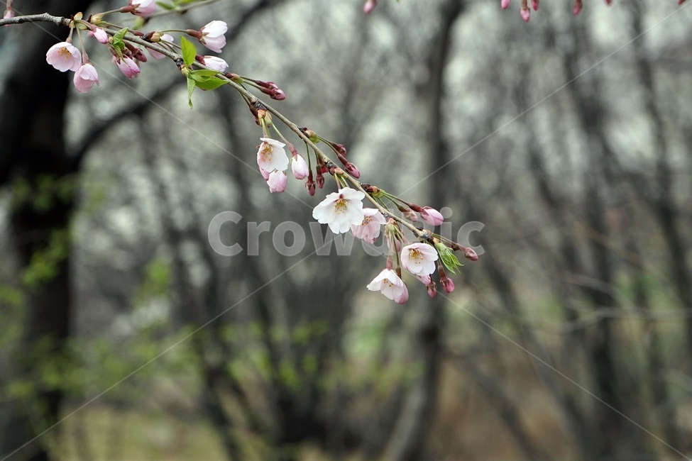 봄,가지,나무,벚나무,벚꽃,cherrytree,blossom,nature,spring,봄풍경,봄소식,계절,봄꽃,봄,계절,spring,season,식물,자연,plants,nature,꽃,flower,plant