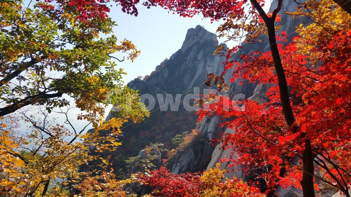 도봉산,가을,단풍,풍경,산,가을,계절,fall,autumn,season,자연,풍경,nature,landscape,plant,식물,leaf,잎,tree,나무,maple