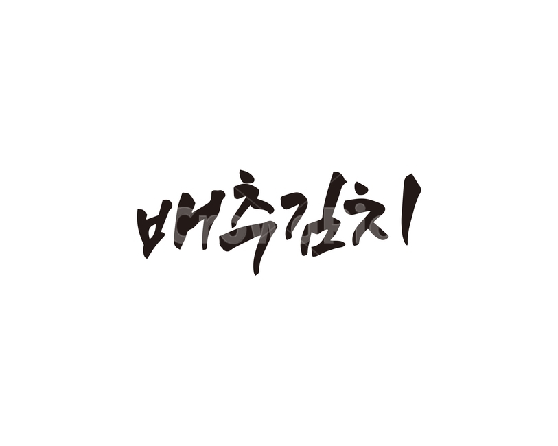 캘리,배추,김치,배추김치,한식,캘리그라피,손글씨,캘리그라피,손글씨,calligraphy