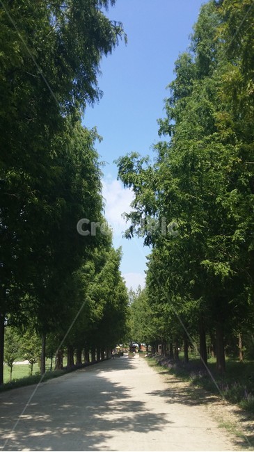 tree,나무,산책,plant,식물