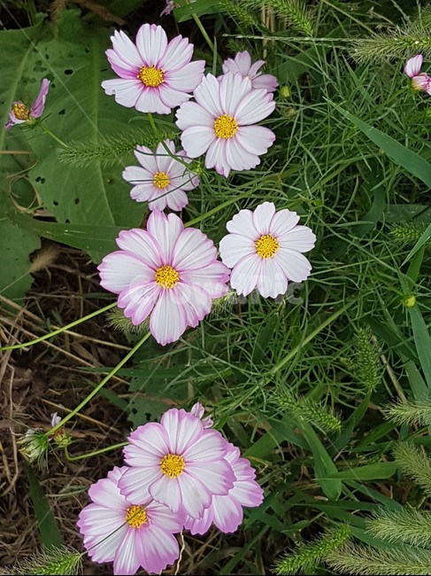 핑크색꽃,들꽃,꽃,식물,핑크색,정원,flower,자연,nature,pink,코스모스,cosmos