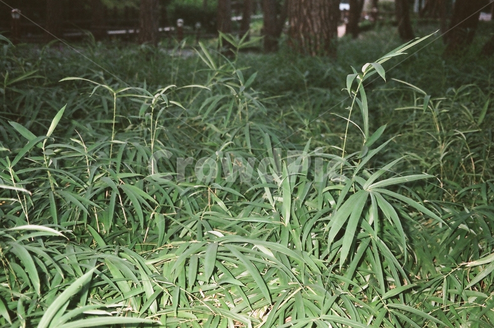 풀,공원,초원,솔밭,입사귀,식물,자연,plants,nature