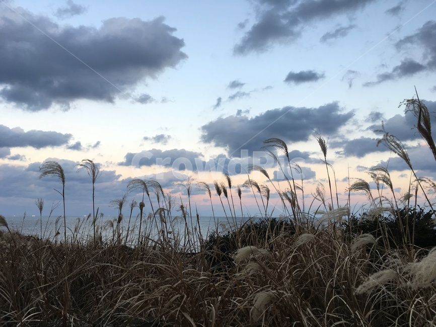 갈대,하늘,sky,구름,분위기,reed