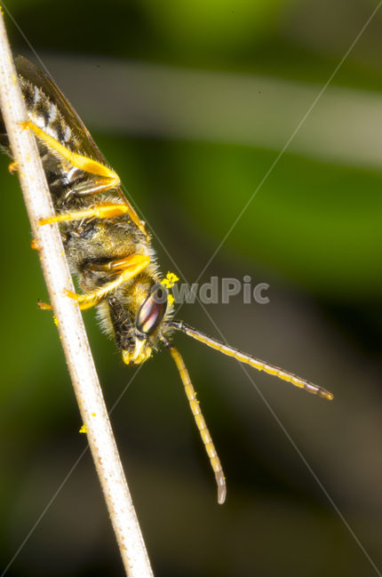 구리꼬마꽃벌,벌,곤충,자연,계절,가을곤충,여름곤충,여름,가을,곤충,벌레,insect,bug