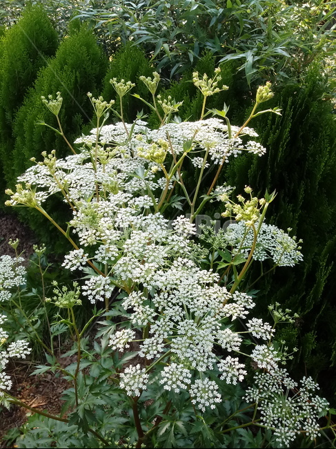 당귀꽃,꽃,식물,참당귀,당귀,plant,미나리과,여러해살이풀,흰색꽃,식물,자연,plants,nature